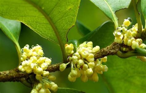 桂花 寓意|桂花的花语与寓意——香气飘溢的情感之花（探寻桂花。